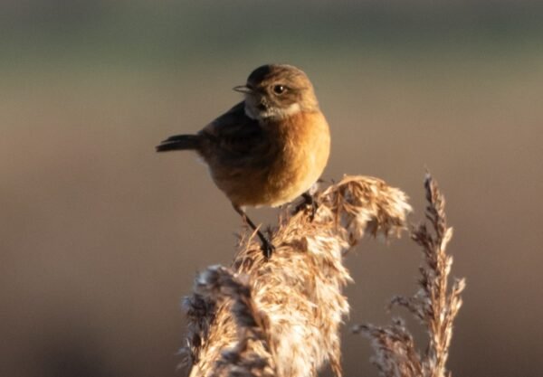 Beyond Broadcast: Hyper-Personalized Email Segmentation Tactics