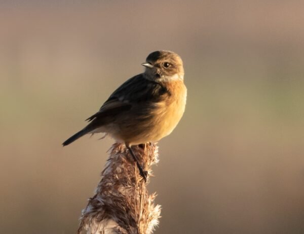 Beyond Open Rates: Email Metrics That Truly Matter