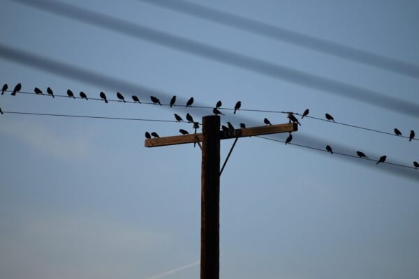 Email Alchemy: Turning Subscribers Into Raving Fans