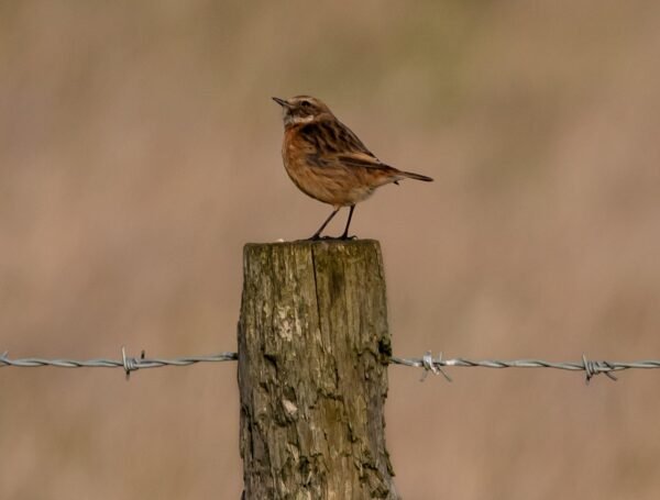 Emails Evolution: AI, Privacy, And Hyper-Personalization