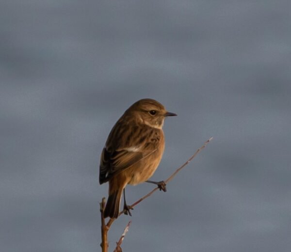 Revive Email Responses: Behavioral Nudges That Work