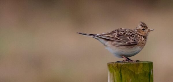 Inbox Or Oblivion: Taming The Email Deliverability Beast