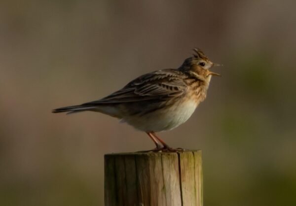 Drip Campaigns: Nurturing Leads Into Loyal Customers